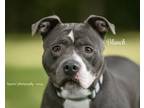 Adopt Blanch a Pit Bull Terrier, Mixed Breed