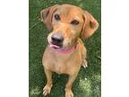 Adopt Pink a Hound, Mixed Breed