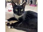 Adopt Junie B. Jones a Domestic Short Hair