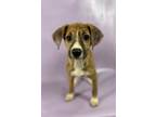 Adopt Trixie a Greyhound, Mixed Breed