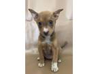 Adopt Bubbles a Rat Terrier, Mixed Breed
