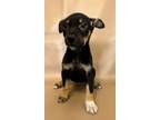 Adopt Buttercup a Rat Terrier, Mixed Breed