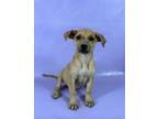 Adopt Rory a Catahoula Leopard Dog, Mixed Breed