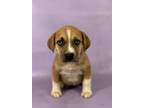 Adopt Nectarine a Catahoula Leopard Dog, Mixed Breed