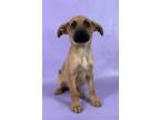 Adopt Ivy a Chinook, Mixed Breed