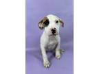 Adopt Quarry a American Staffordshire Terrier, Mixed Breed
