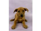 Adopt Isabel a Chinook, Mixed Breed