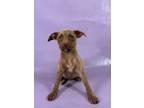 Adopt Gelato a Mountain Cur, Mixed Breed