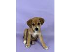 Adopt Ursula a Beagle, Mixed Breed