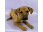 Adopt India a Chinook, Mixed Breed