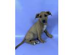 Adopt Queen a American Staffordshire Terrier, Mixed Breed