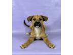 Adopt Octavia a German Shepherd Dog, Mixed Breed