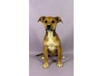 Adopt Odessa a German Shepherd Dog, Mixed Breed