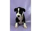 Adopt Gina a Mountain Cur, Mixed Breed