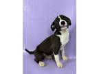 Adopt Olympia a German Shepherd Dog, Mixed Breed