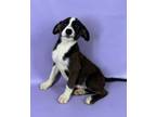 Adopt Olivia a German Shepherd Dog, Mixed Breed