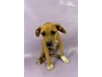 Adopt Quinn a American Staffordshire Terrier, Mixed Breed