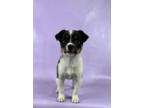 Adopt Paige a Collie, Mixed Breed