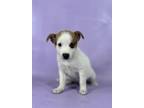 Adopt Phoebe a Collie, Mixed Breed