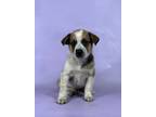 Adopt Piper a Collie, Mixed Breed