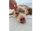 Adopt Joni a Staffordshire Bull Terrier, Mixed Breed