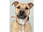Adopt Evie a Pit Bull Terrier, Mixed Breed