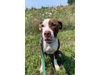 Adopt Lola a Pit Bull Terrier, Mixed Breed
