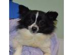 Adopt Grapefruit a Pomeranian, Mixed Breed