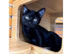 Adopt Flora a Domestic Short Hair