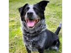 Adopt Diamond a Australian Cattle Dog / Blue Heeler, Border Collie