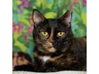 Adopt Heather a Domestic Short Hair