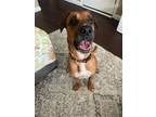 Adopt Harlie a Hound