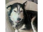 Adopt Harley a Australian Shepherd