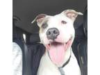 Adopt Maya a Pit Bull Terrier