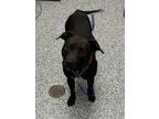 Adopt Lucy a Mixed Breed