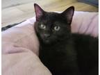 Adopt Farm a Domestic Short Hair