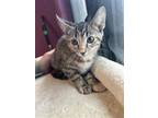 Adopt Raisin a Domestic Short Hair