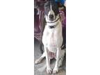 Adopt Daisy Duke a Greyhound, Mixed Breed