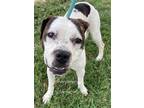 Adopt Zena a Boxer, Pit Bull Terrier
