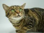 Adopt Cali a Domestic Short Hair