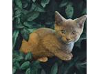 Adopt Kichi a Domestic Short Hair