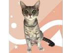 Adopt Violet a Domestic Short Hair