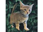 Adopt Phoenix a Domestic Short Hair