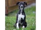 Adopt Sox a Mixed Breed