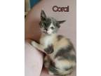 Adopt Coral a Dilute Calico