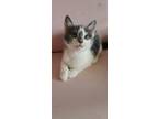 Adopt Shell a Domestic Short Hair