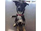 Adopt Katinka a German Shepherd Dog
