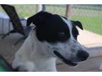 Adopt Dottie a Border Collie