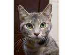 Adopt Appt. Pending - Enola a Domestic Short Hair, Torbie