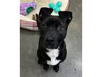 Adopt Kailani a Pit Bull Terrier